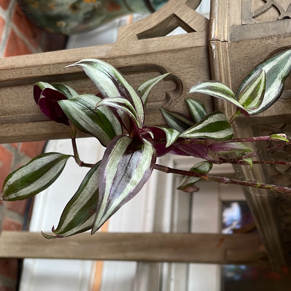 Clipping inch plant